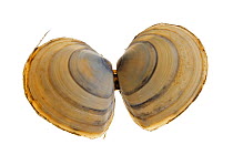 Baltic tellin (Macoma balthica) shell, Belgium