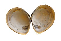Baltic tellin (Macoma balthica) inside of shell, Belgium