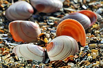 Baltic tellin (Macoma balthica) shells on beach, Belgium