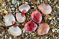 Baltic tellin (Macoma balthica) shells on beach, one upside down showing the inside, Belgium