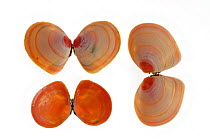 Three Baltic tellin (Macoma balthica) shells, one upside down showing the inside, Belgium