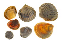 Common cockle (Cerastoderma / Cardium edule), Smooth / Norway cockle (Laevicardium crassum) and Poorly-ribbed cockle (Acanthocardia paucicostata), Normandy, France