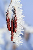 Common / Black alder (Alnus glutinosa) male catkins covered in hoar frost, Belgium