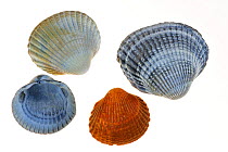 Common / Edible cockle (Cerastoderma / Cardium edule) shells, Belgium