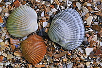 Common / Edible cockle (Cerastoderma / Cardium edule) shells on beach, Belgium