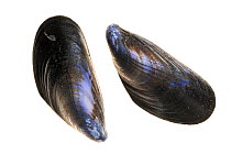 Common mussel (Mytilus edulis) shell, both halves separated, Belgium
