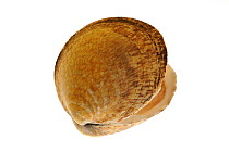 Dog cockle (Glycymeris glycymeris) shell, partially opened, Normandy, France