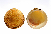 Dog cockle (Glycymeris glycymeris) shell split in to the two halves showing the inside and the outside, Normandy, France