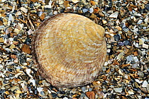 Dog cockle (Glycymeris glycymeris) shell on beach, Normandy, France