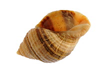 Dog whelk / Atlantic dogwinkle (Nucella lapillus) shell, Normandy, France