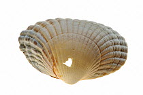 Drill hole in Common / Edible cockle (Cerastoderma / Cardium edule) shell made by Necklace shell (Polinices catenus), Belgium