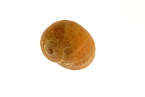 Flat periwinkle (Littorina obtusata) shell, Mediterranean, France