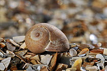 Flat periwinkle (Littorina obtusata) shell on beach, Mediterranean, France