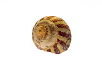 Flat top shell (Gibbula umbilicalis) shell, Normandy, France