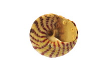 Flat top shell (Gibbula umbilicalis) shell showing the aperture, Normandy, France