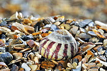 Flat top shell (Gibbula umbilicalis) shell on beach, Normandy, France