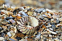 Flat top shell (Gibbula umbilicalis) shell on beach, underside, Normandy, France