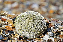 Green sea urchin (Psammechinus miliaris) on beach, Normandy, France