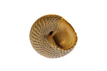 Grey top shell (Gibbula cineraria) shell showing  perture, Normandy, France