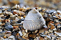 Grey top shell (Gibbula cineraria) shell on beach, Normandy, France