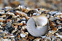 Grey top shell (Gibbula cineraria) shell on beach with the aperture showing, Normandy, France