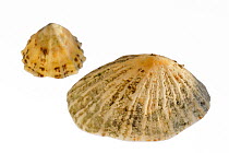 Two Common limpet (Patella vulgata) shells, Normandy, France