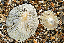 Two Common limpets (Patella vulgata) on beach, Normandy, France
