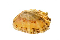 Common limpet (Patella vulgata) shell, Normandy, France