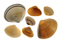 Seven Mactridae shells, Rayed trough shell (Mactra stultorum cinerea / Mactra corallina cinerea), Surf clam (Spisula solida) and Cut trough shells (Spisula subtruncata), Belgium