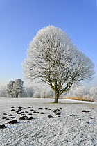 Beech tree (Fagus sylvatica) covered in hoarfrost with mole hills around it, Belgium