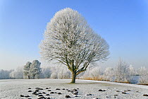 European beech tree (Fagus sylvatica) covered in hoarfrost with mole hills around it, Belgium
