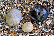 Three Necklace shells (Euspria / Polinices catena) on beach, Belgium