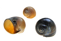 Three Necklace shell (Euspira / Polinices catena) shells, Belgium