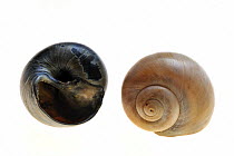 Two Necklace shell (Euspira / Polinices catena) shells, Belgium