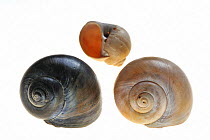Three Necklace shell (Euspira / Polinices catena) shells, Belgium