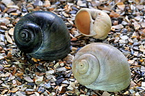 Three Necklace shells (Euspira / Polinices catena) on beach, Belgium