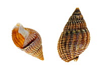 Netted dog whelk (Nassarius reticulatus / Hinia reticulata) shells, Belgium