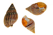 Three Netted dog whelk (Nassarius reticulatus / Hinia reticulata) shells, Belgium