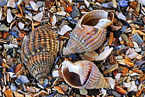 Three Netted dog whelk (Nassarius reticulatus / Hinia reticulata) shells on beach, Belgium