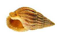 Netted dog whelk (Nassarius reticulatus / Hinia reticulata) shell with aperture showing, Normandy, France