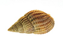Netted dog whelk (Nassarius reticulatus / Hinia reticulata) shell, Normandy, France