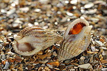 Two Netted dog whelk (Nassarius reticulatus / Hinia reticulata) shells on beach, Normandy, France