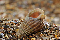 Netted dog whelk (Nassarius reticulatus / Hinia reticulata) shell on beach with aperture showing, Normandy, France