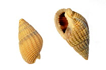 Two Netted dog whelk (Nassarius reticulatus / Hinia reticulata) shells, Normandy, France