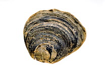 Common oyster (Ostrea edulis) shell, Normandy, France