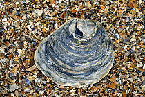 Common oyster (Ostrea edulis) shell on beach, Normandy, France