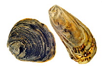 Common oyster (Ostrea edulis) and Japanese / Pacific Oyster (Crassostrea gigas) shells, Normandy, France