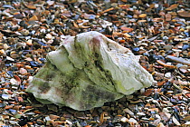 Japanese / Portuguese / Pacific cupped oyster (Crassostrea gigas) shell on beach, North Sea, Belgium