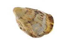 Japanese / Portuguese / Pacific cupped oyster (Crassostrea gigas)  shell, Normandy, France