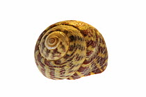 Pennant's top shell (Gibbula pennanti) shell, Normandy, France